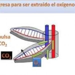 imatge icona presentació